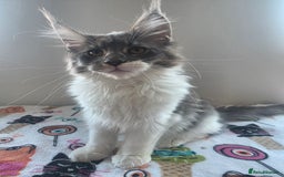 Maine Coon cats for sale: Pure Breed MaineCoon Kitten/TICA  - Image 1