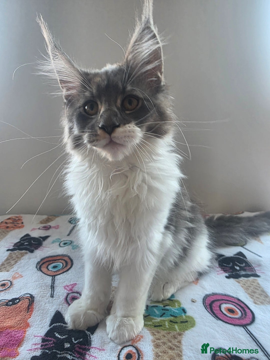 Maine Coon cats for sale: Pure Breed MaineCoon Kitten/TICA  - Image 1