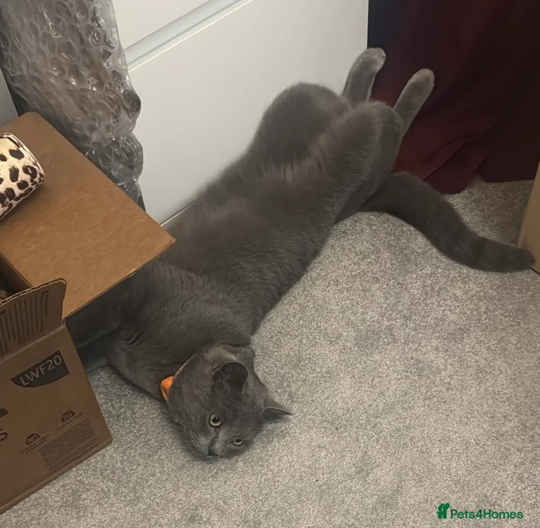 Russian Blue cats for stud: Russian blue  in Greenford - Advert 7