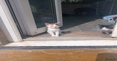 Mixed Breed cats - Advert 14