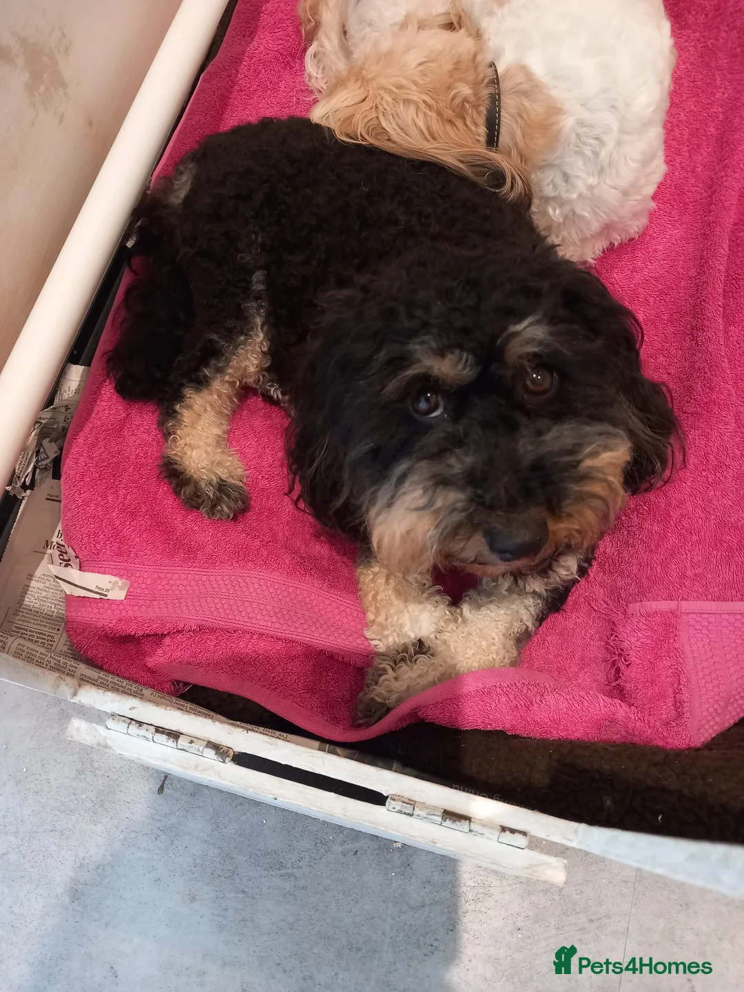 Cavapoochon dogs for sale: 7 Adorable Cavapoochon Puppies - Advert 2