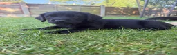 Cockerdor dogs for sale: 1 BEAUTIFUL COCKERDOR LEFT TO FIND FOREVER HOME - Advert 10