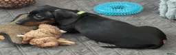 Dachshund dogs for sale: One charming little boy left!! 💚 - Advert 6