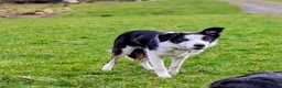 Border Collie dogs for sale: ISDS Reg Border Collie - Advert 1