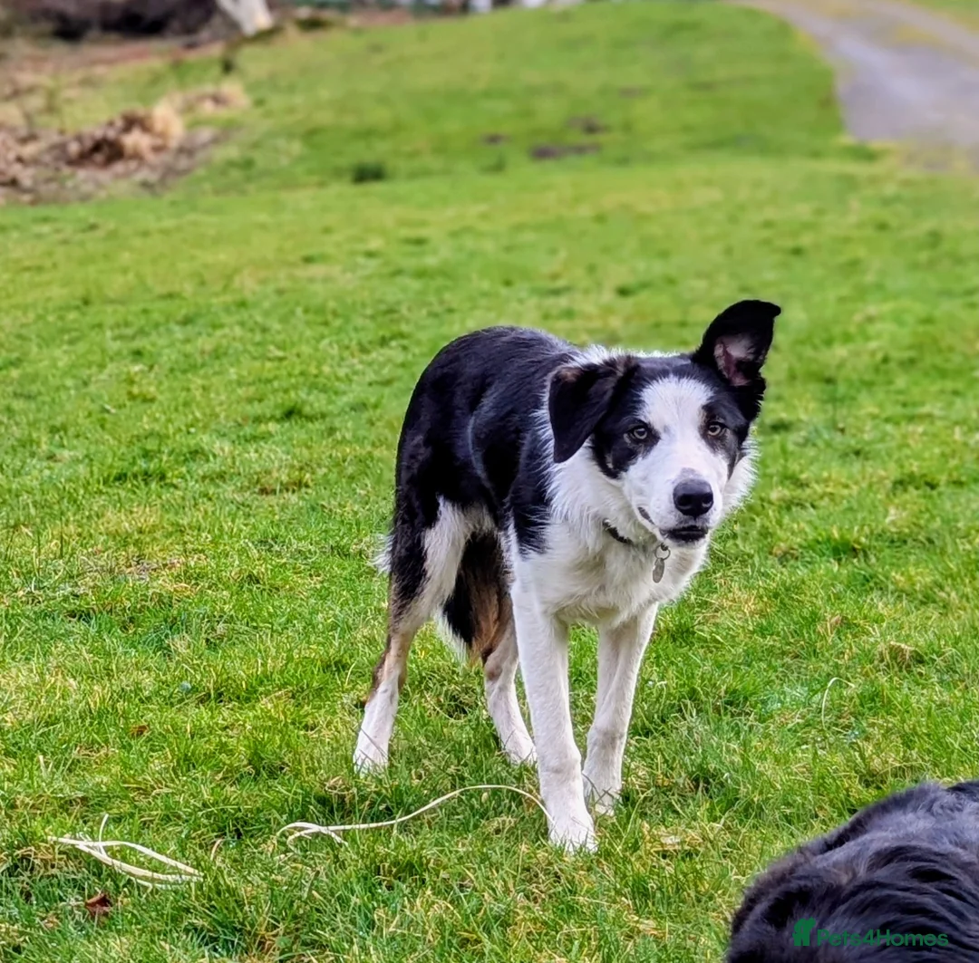 Border Collie dogs for sale: ISDS Reg Border Collie - Advert 1