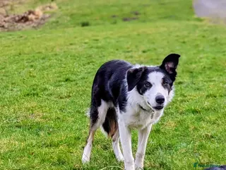 Border Collie dogs ISDS Reg Border Collie - Advert 13