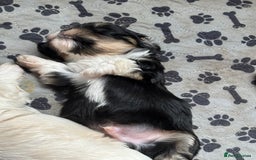 Mixed Breed dogs for sale: Fluffy Lhasa X Puppies – Family Raised! - Image 9
