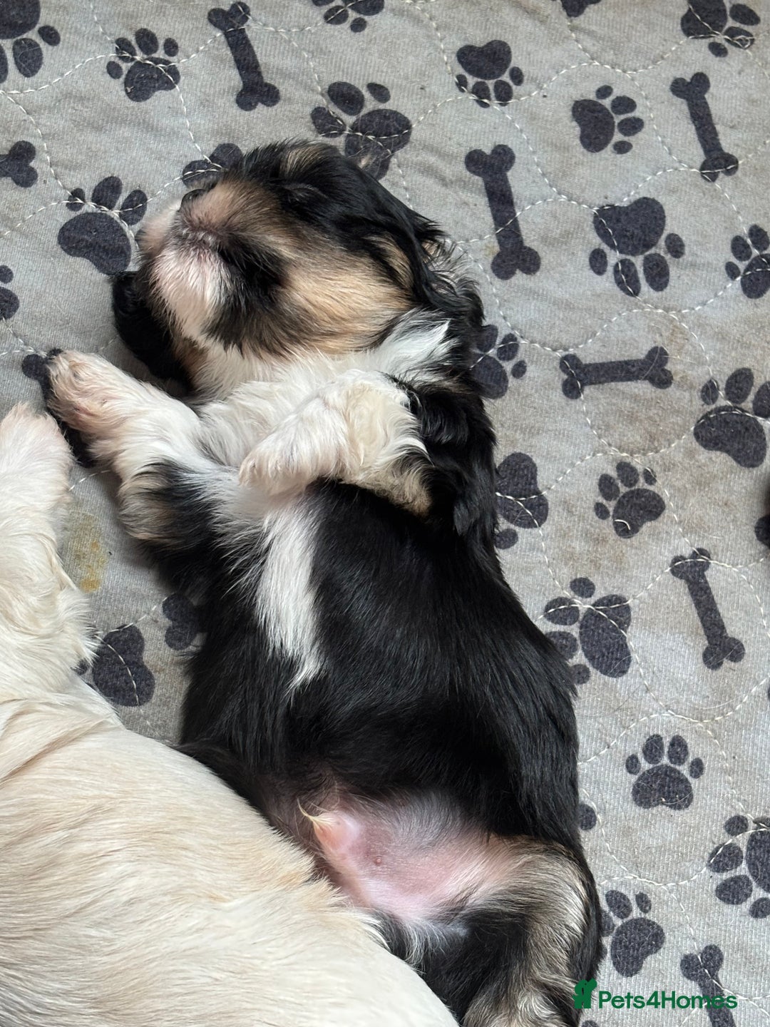 Mixed Breed dogs for sale: Fluffy Lhasa X Puppies – Family Raised! - Image 9