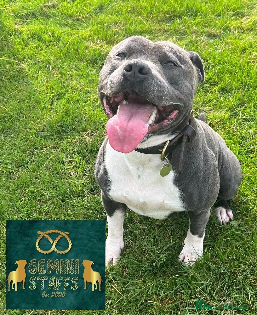 Staffordshire Bull Terrier dogs for stud: Geministaffs Socks KC stud in Halifax - Advert 10