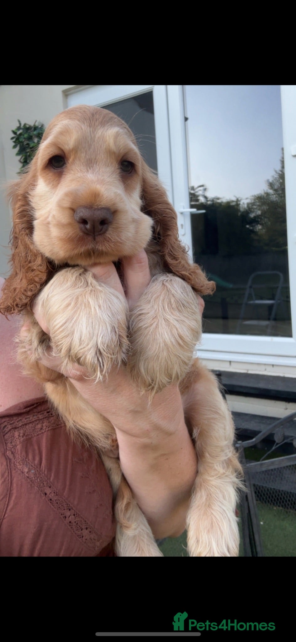 Cocker Spaniel dogs KC Registered Sable Show cocker spaniels  - Advert 2