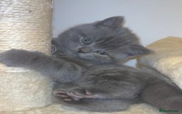 British Shorthair cats for sale: Beautiful BSH Kittens - Ready to leave ASAP - Image 10