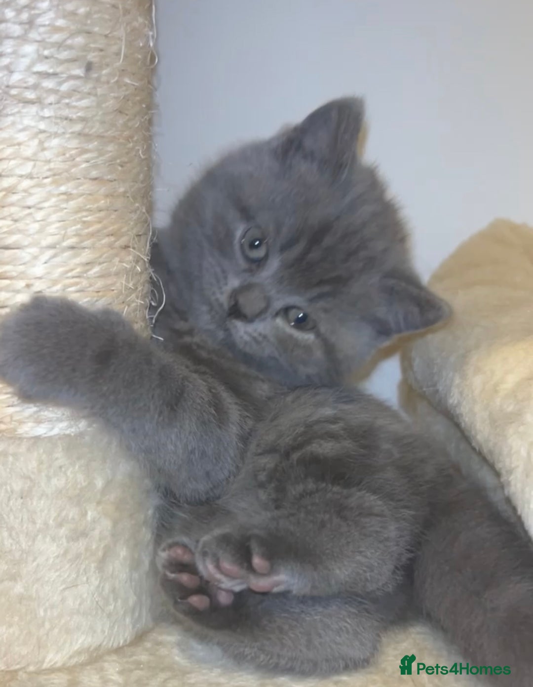 British Shorthair cats for sale: Beautiful BSH Kittens - Ready to leave ASAP - Image 10