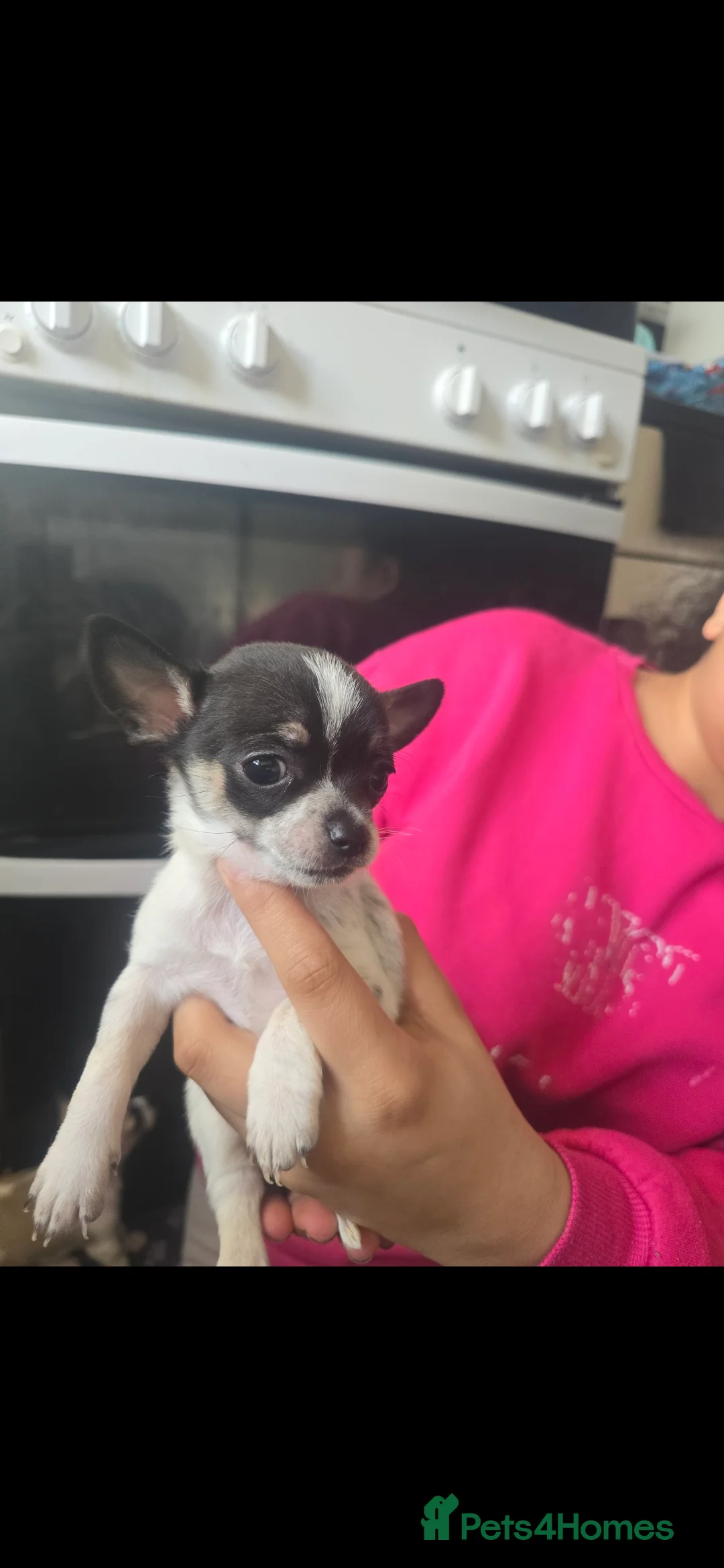 Chihuahua dogs for sale: Chihuahua puppies for sale  - Advert 4