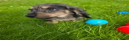 Miniature Dachshund dogs for sale: Stunning KC Long hair daxi. 5* breeders  - Advert 14