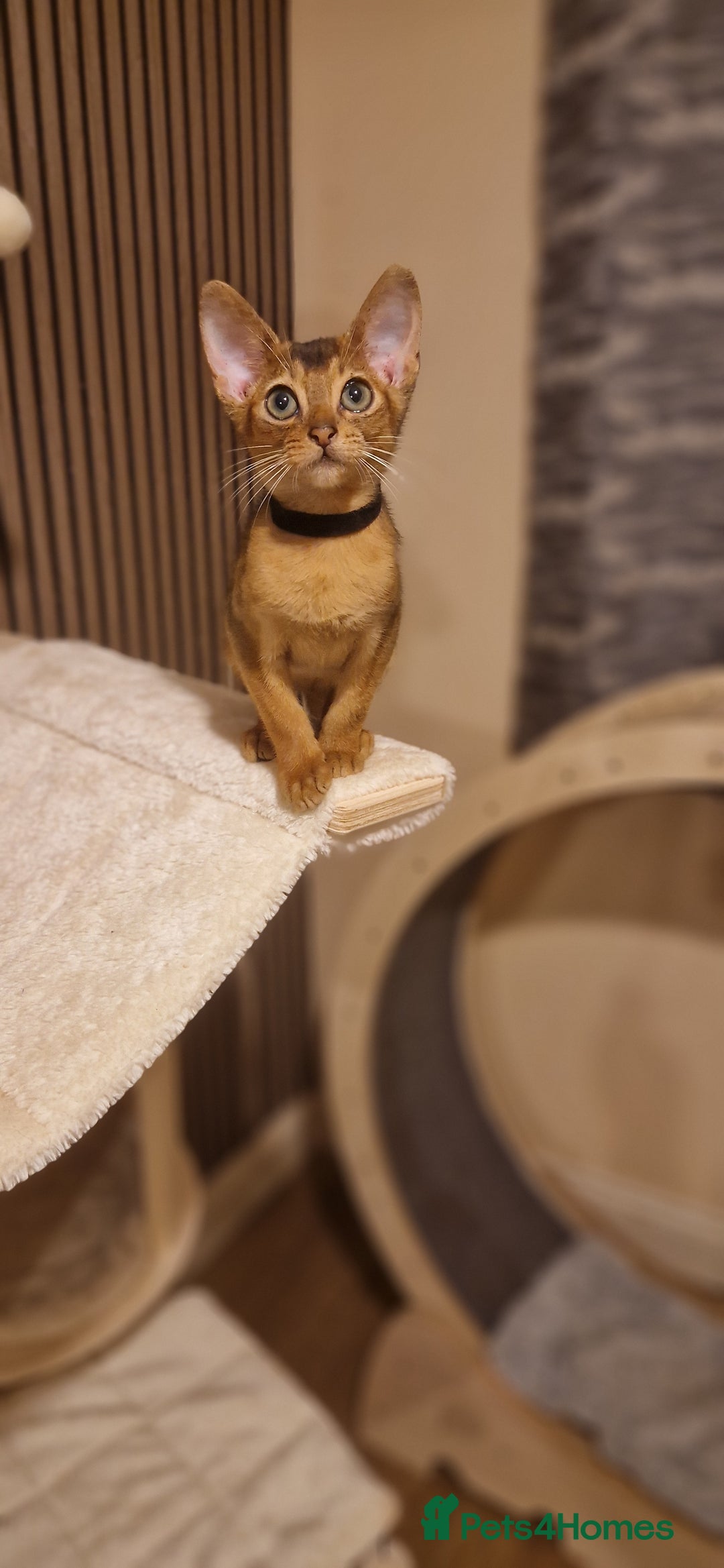 Abyssinian cats for sale: Pure Abyssian kittens ❤️ - Advert 8