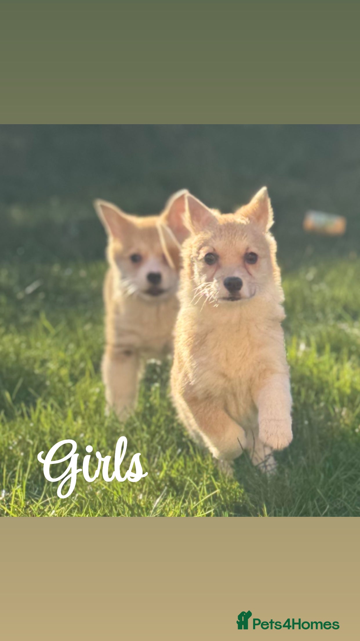Welsh Corgi Pembroke dogs Beautiful Welsh Pembroke corgis - Advert 1