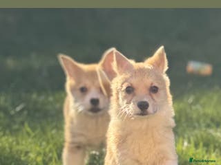 Welsh Corgi Pembroke dogs Beautiful Welsh Pembroke corgis - Advert 8