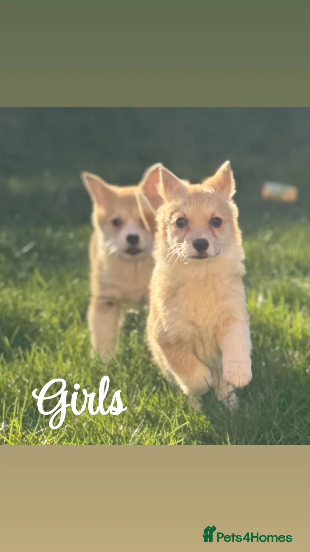 Welsh Corgi Pembroke dogs for sale: Last girl Welsh Pembroke corgi READY TO LEAVE - Advert 5