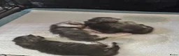 Ragcoon cats for sale: 🐾 Adorable RAGCOON Kittens ! 🐾 - Advert 13