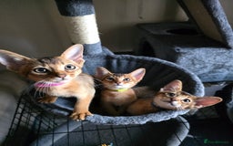 Abyssinian cats for sale: ⭐️Stunning Pedigree Abyssinian Kittens⭐ - Image 24