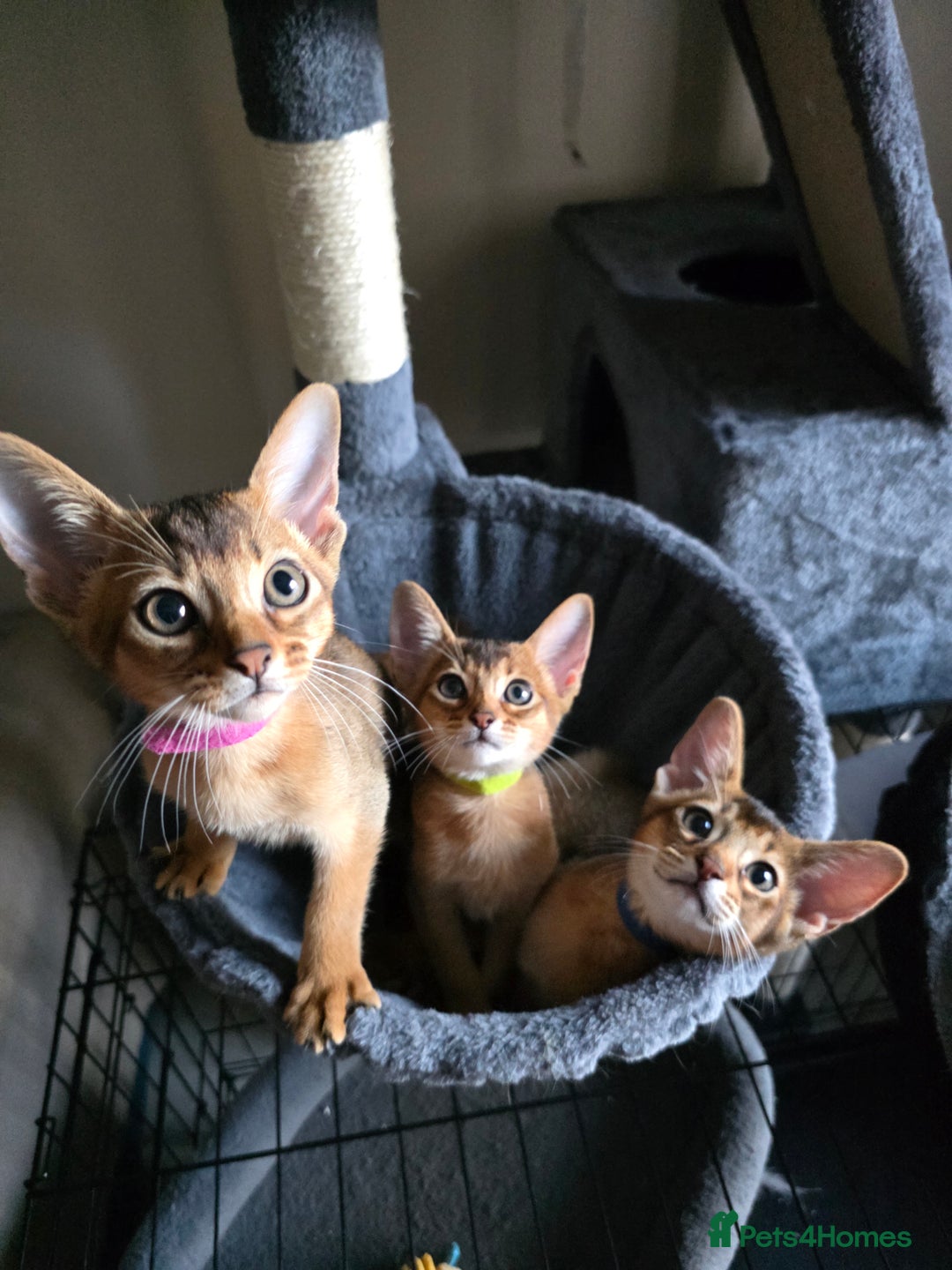 Abyssinian cats for sale: ⭐️Stunning Pedigree Abyssinian Kittens⭐ - Image 24