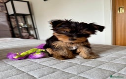 Yorkshire Terrier dogs for sale: Yorkshire terrier pups - Image 12