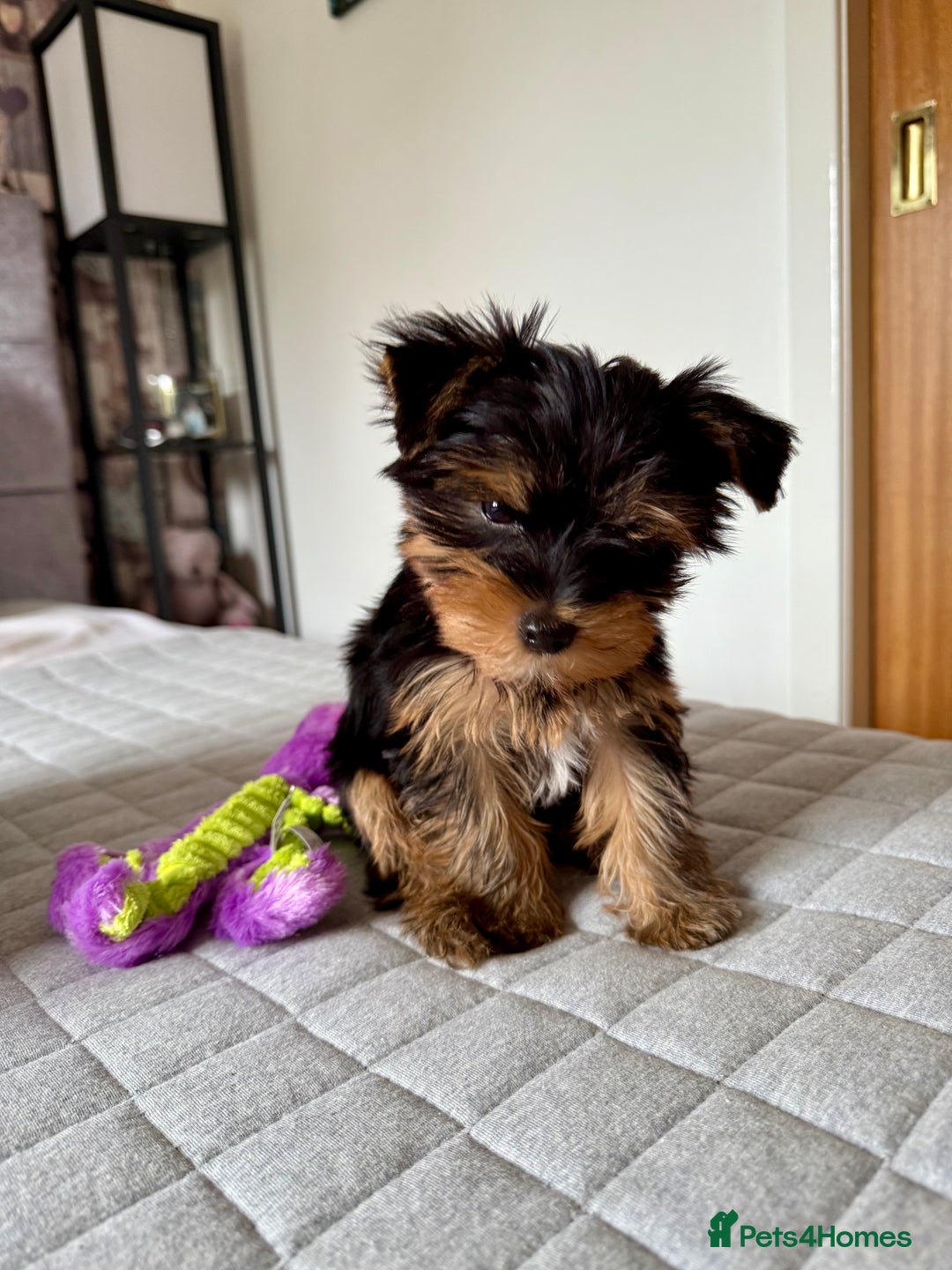 Yorkshire Terrier dogs for sale: Yorkshire terrier pups - Image 12