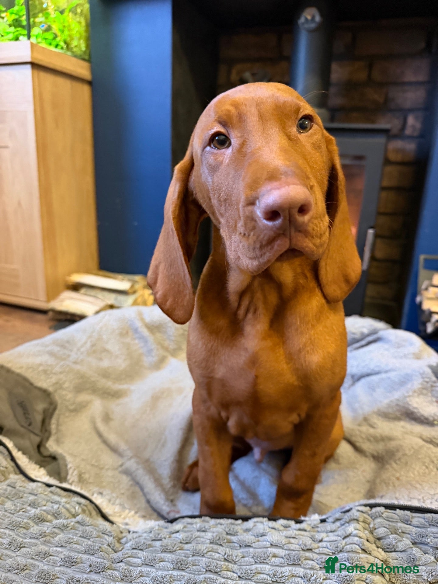 Hungarian Vizsla dogs for sale: Legally Docked KC Hungarian Vizsla Pups - Advert 1