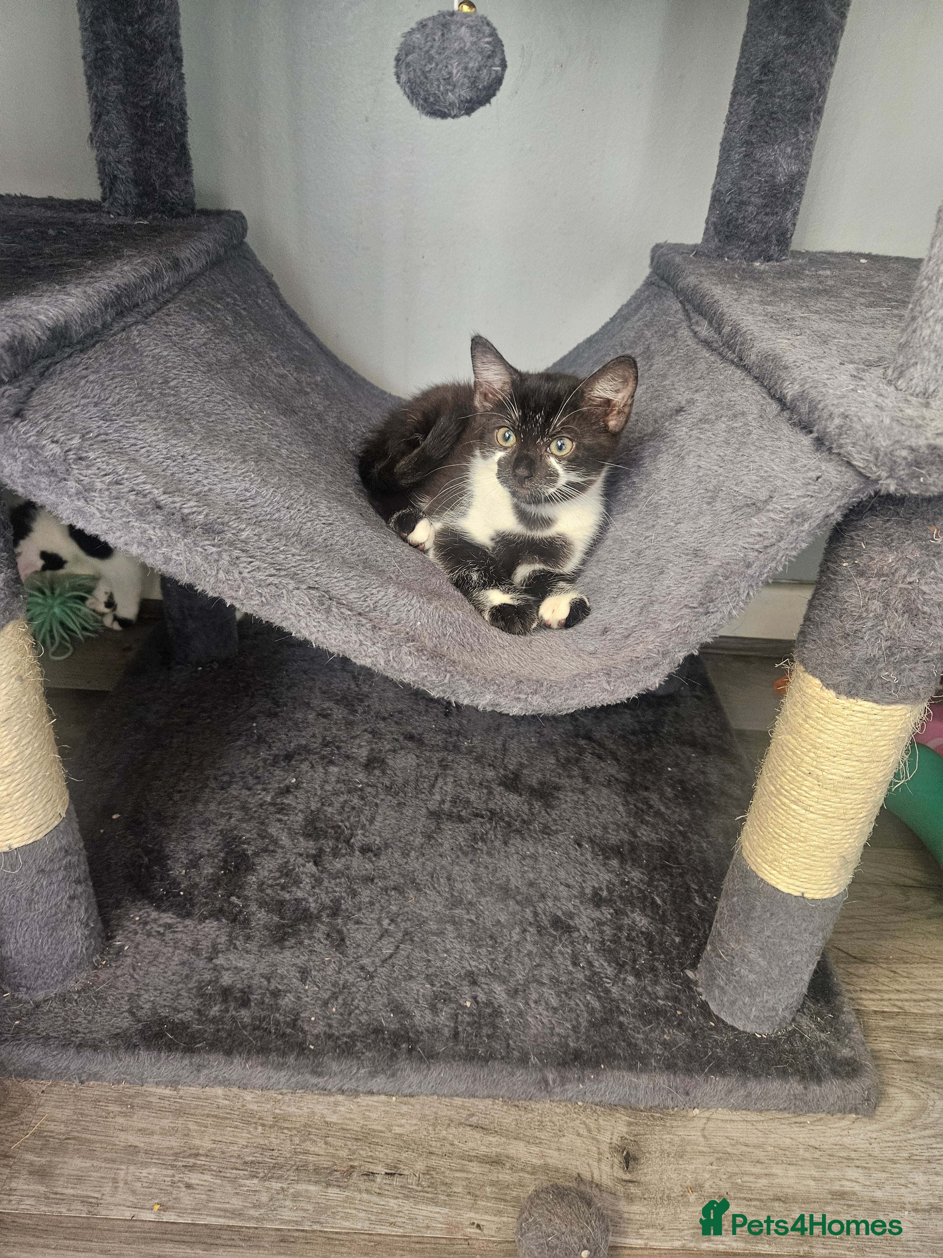 Mixed Breed cats Kittens  - Advert 2