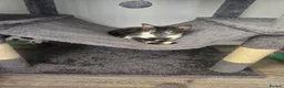 Mixed Breed cats for sale: Kittens  - Advert 7