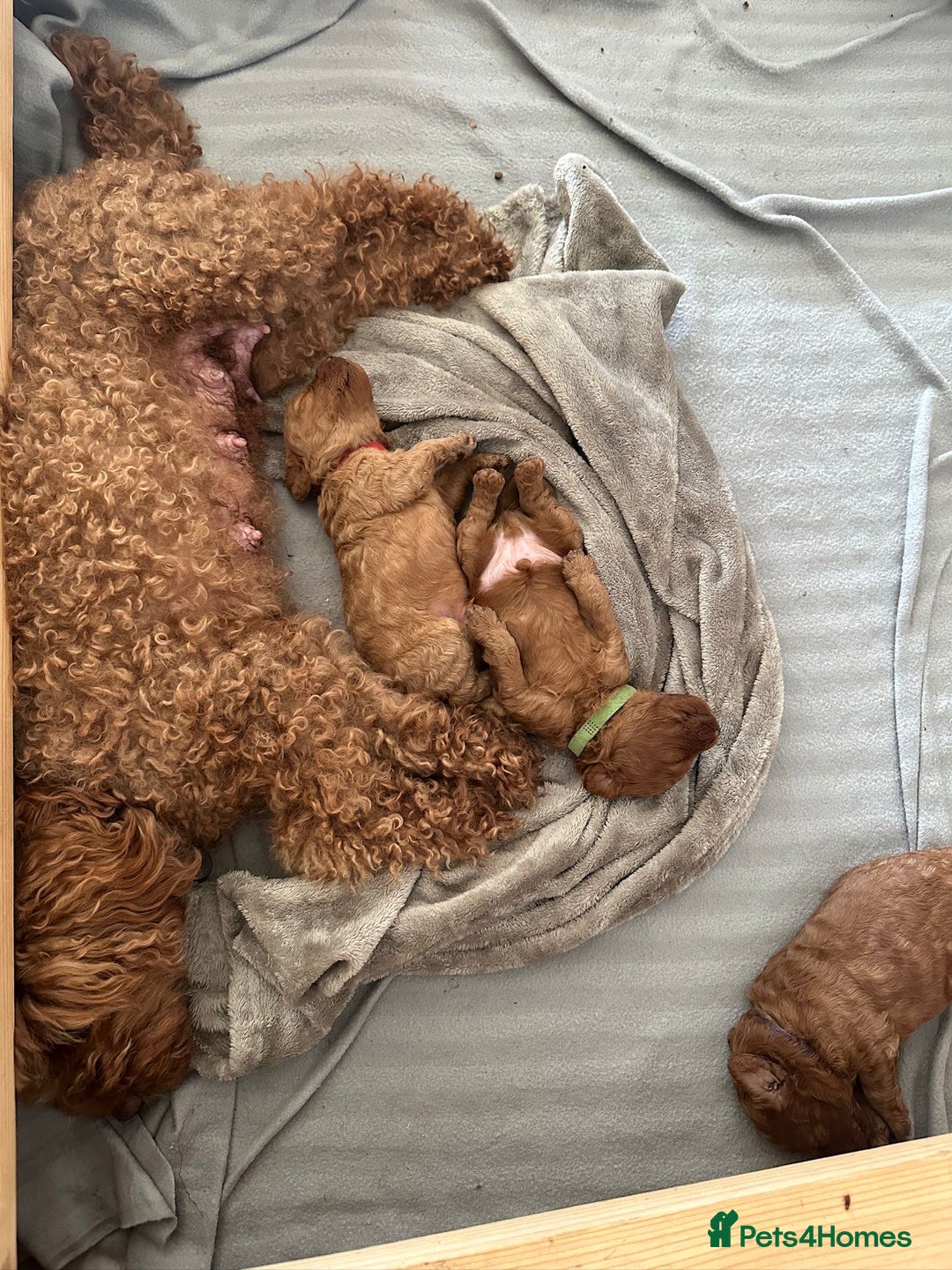 Miniature Poodle dogs for stud: Red KC registered miniature poodle - Health tested in Livingston - Advert 23