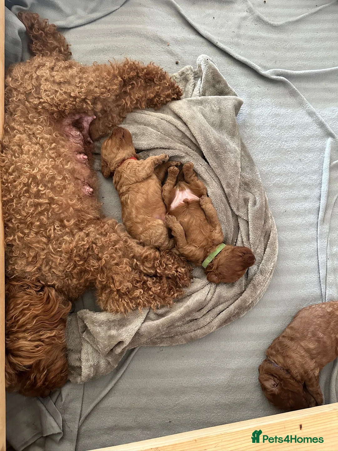 Miniature Poodle dogs for stud: Red KC registered miniature poodle - Health tested in Livingston - Advert 23