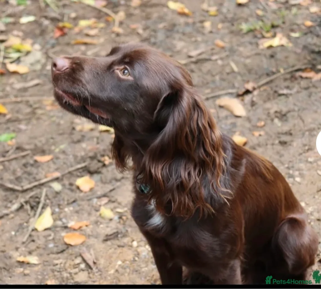 Cocker Spaniel dogs for stud: Proven KC registered cocker for stud - Advert 1