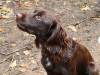 Cocker Spaniel dogs Proven KC registered cocker for stud - Advert 2