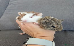 Guinea Pig rodents for sale: Little brothers looking for a new home - Image 1