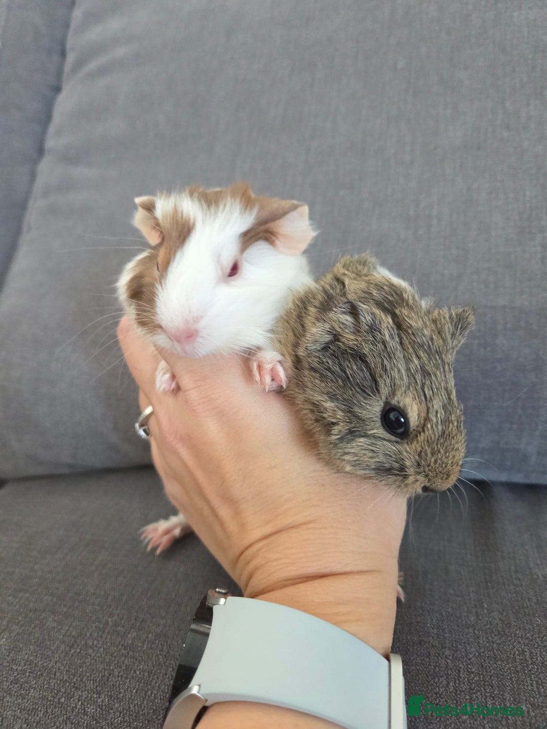 Guinea Pig rodents for sale: Little brothers looking for a new home - Image 1