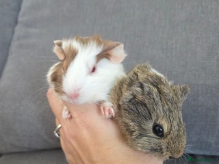 Guinea Pig rodents Little brothers looking for a new home - Advert 17