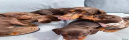 Miniature Dachshund dogs for sale: Chocolate boys 🐾 in Chatham - Advert 23