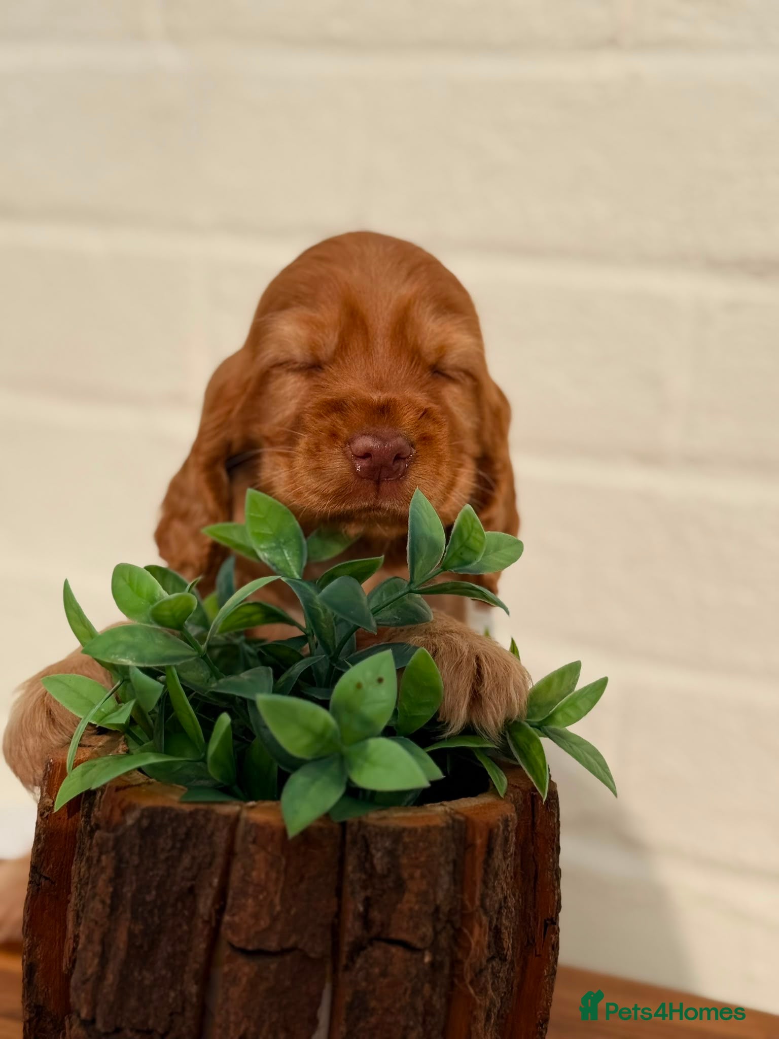 Cocker Spaniel dogs Show type cocker spaniels  - Advert 6