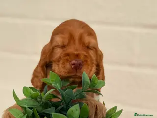 Cocker Spaniel dogs Show type cocker spaniels - Advert 6