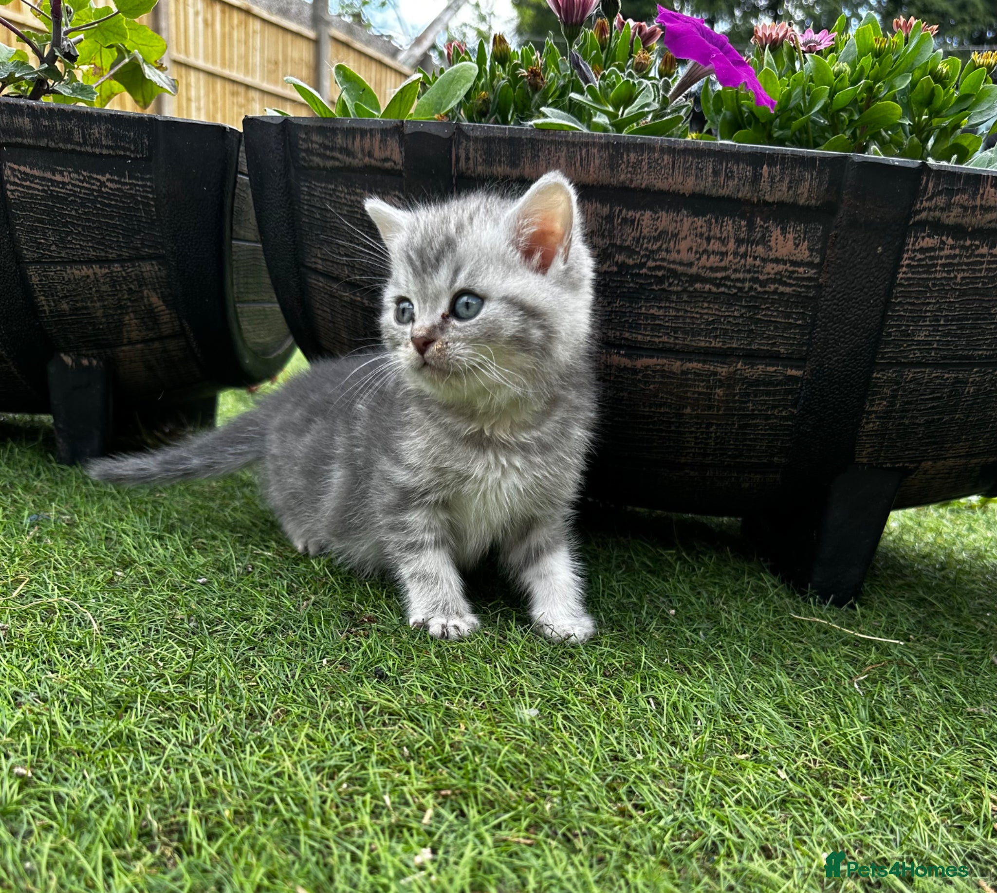 British Shorthair cats Pure Silver British Shorthair boy  - Advert 2