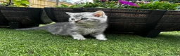 British Shorthair cats for sale: Pure Silver British Shorthair boy  - Advert 9