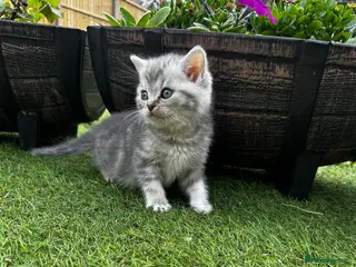 British Shorthair cats Pure Silver British Shorthair boy - Advert 2