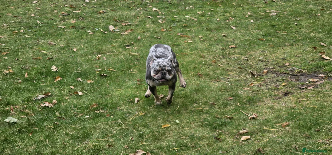 French Bulldog dogs for sale: 2 year old franch bulldog  in Bournemouth - Advert 4