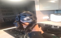 Cocker Spaniel dogs for sale: Cocker Spaniel  - Image 4
