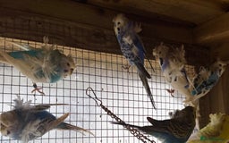 Budgerigars birds for sale: Hagoromo helicopter budgies in Lymington - Image 5