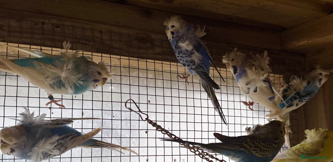 Budgerigars birds for sale: Hagoromo helicopter budgies in Lymington - Image 5