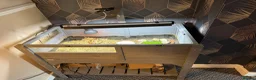 Tortoise reptiles for sale: Horse field tortoise & full enclosure  - Advert 3
