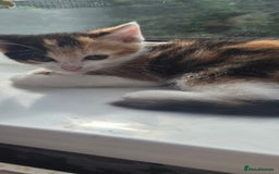 Mixed Breed cats for sale: Kittens  - Image 12