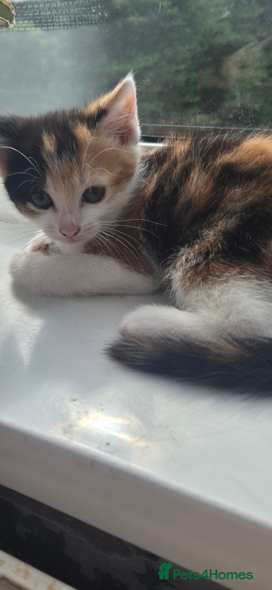 Mixed Breed cats for sale: Kittens  - Image 12